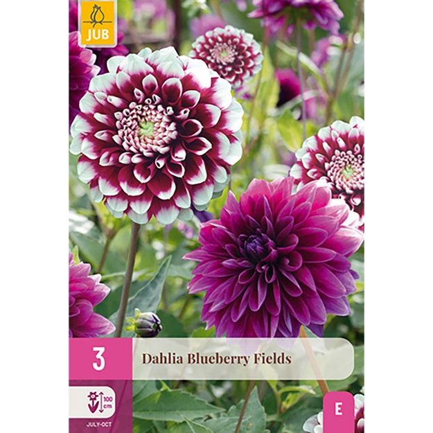 Image de 3 DAHLIA BLUEBERRY FIELDS I
