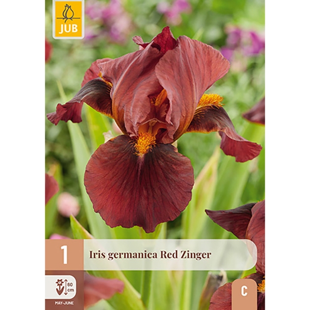 Image de 1 IRIS GERMANICA RED ZINGER I