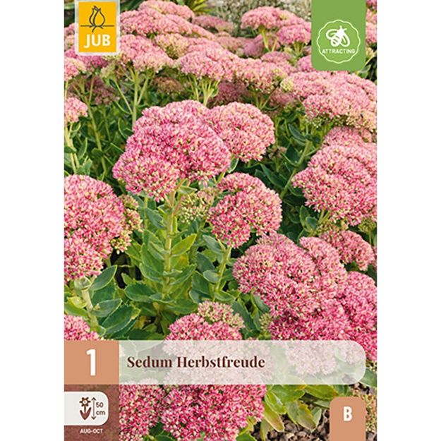 Image de 1 SEDUM HERBSTFREUDE I