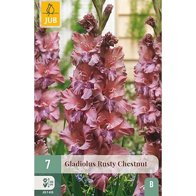 Image de 7 GLAIEUL RUSTY CHESTNUT 12/14