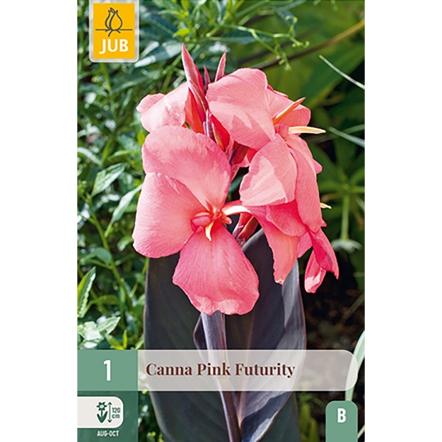 Image de 1 CANNA PINK FUTURITY I