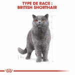 Image de FBN British Shorthair 4kg