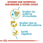 Image de BHN Dachshund Puppy 1,5kg