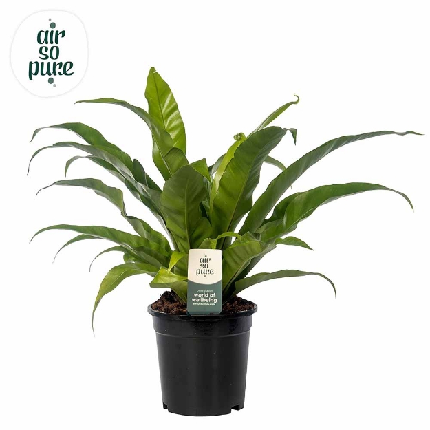 Image de Asplenium Antiquum - Air So Pure