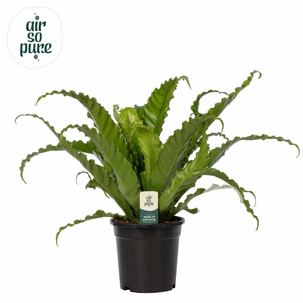 Image de Asplenium Antiquum 'osaka' - Air So Pure