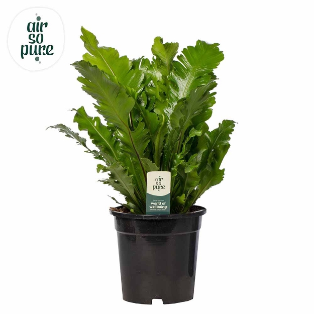 Image de Asplenium Nidus 'campio' - Air So Pure