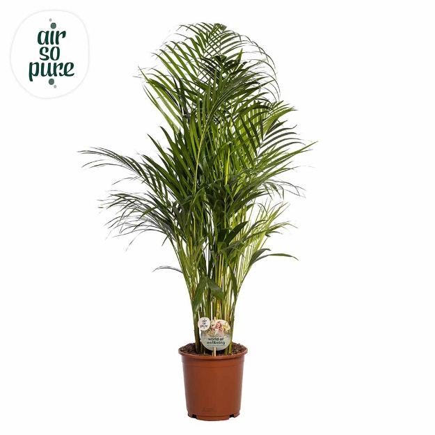 Image de Dypsis Lutescens chrysalidoca (pot de 24 cm) - Air So Pure