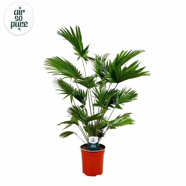 Image de Livistona Rotundifolia - Air So Pure