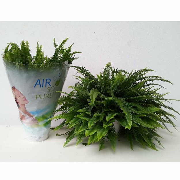 Image de Nephrolepis Exal. 'green Lady' (pot de 20 cm) - Air So Pure