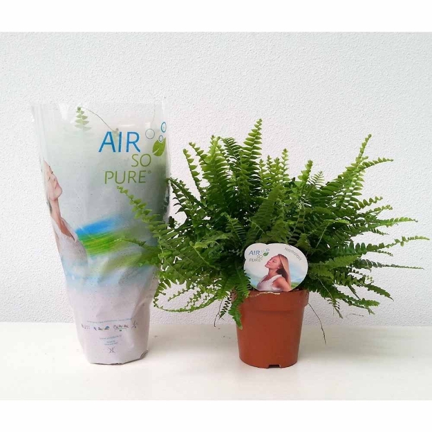 Image de Nephrolepis Exal. 'green Lady' (pot de 12 cm) - Air So Pure
