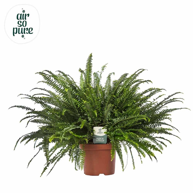 Image de Nephrolepis Exal. 'green Lady' (pot de 26 cm) - Air So Pure