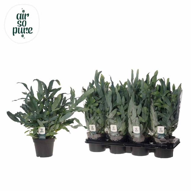 Image de Phlebodium Aureum 'blue Star' - Air So Pure