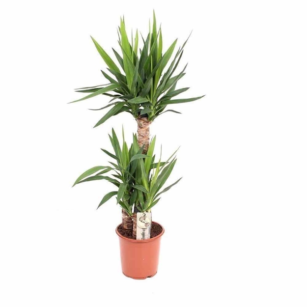 Image de Yucca - pot de 21 cm