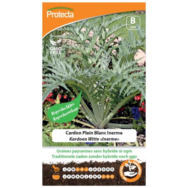Image de Graines de cardon plein blanc inerme - Protecta