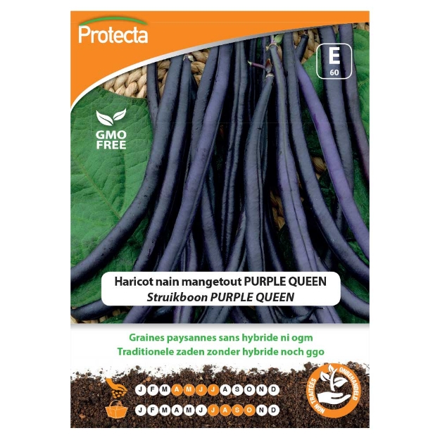 Image de Graines d'haricot nain mangetout purple queen - Protecta