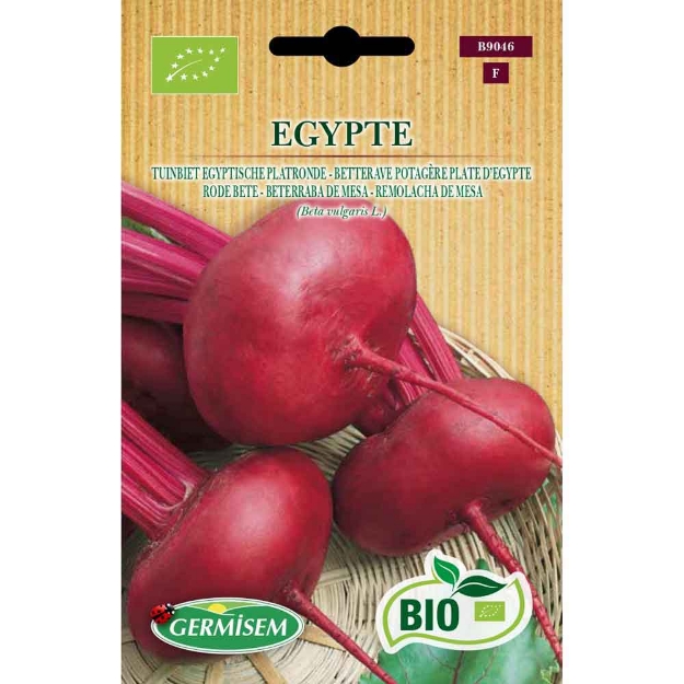 Image de Graines bio de betterave potagère plate d'egypte