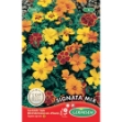 Image de Graines de tagète signata varié