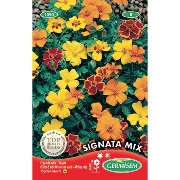 Image de Graines de tagète signata varié