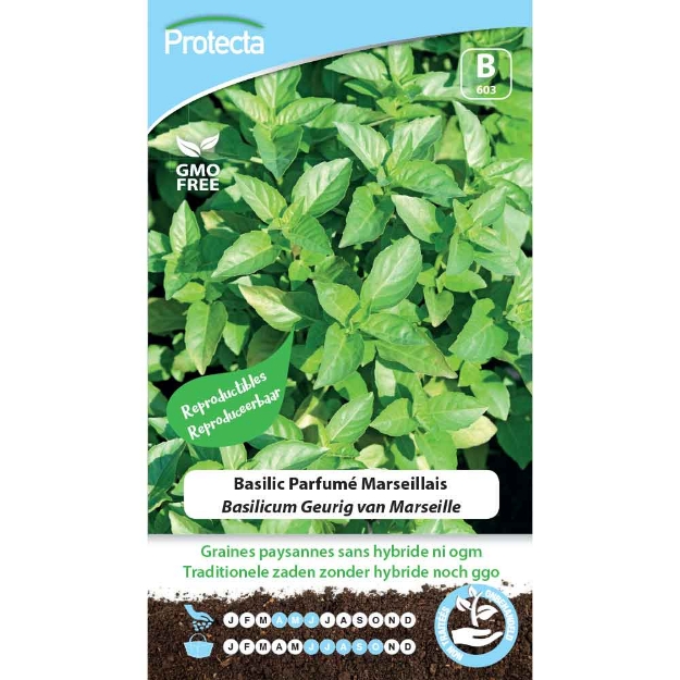 Image de Graines de basilic parfumé marseillais bio - Protecta