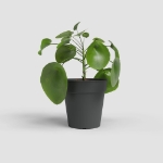 Image de POT DE CULTURE MADAGASCAR 21CM ANTHRACITE