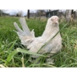 Image de Poule sabelpoot