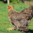 Image de Poule brahma géante