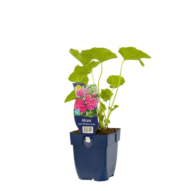 Image de Alcea rosea 'Pleniflora' Rose - pot de 11 cm.