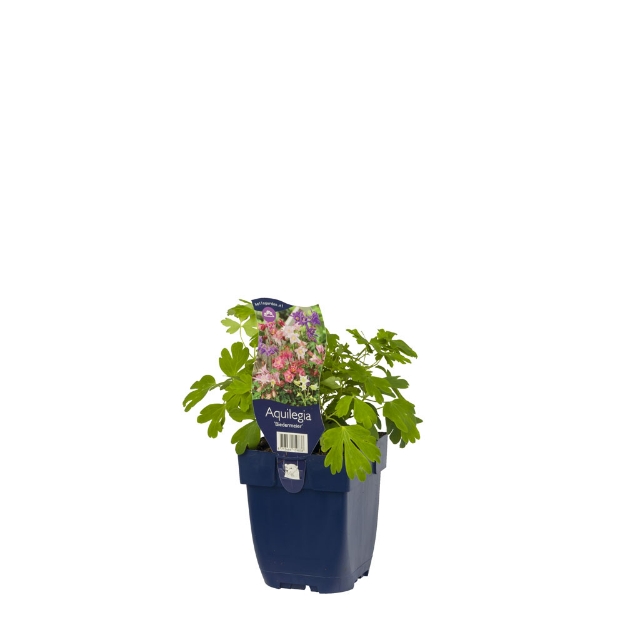 Image de Aquilegia 'Biedermeier' - pot de 11 cm.