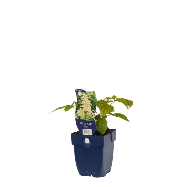 Image de Aruncus dioicus - pot de 11 cm.