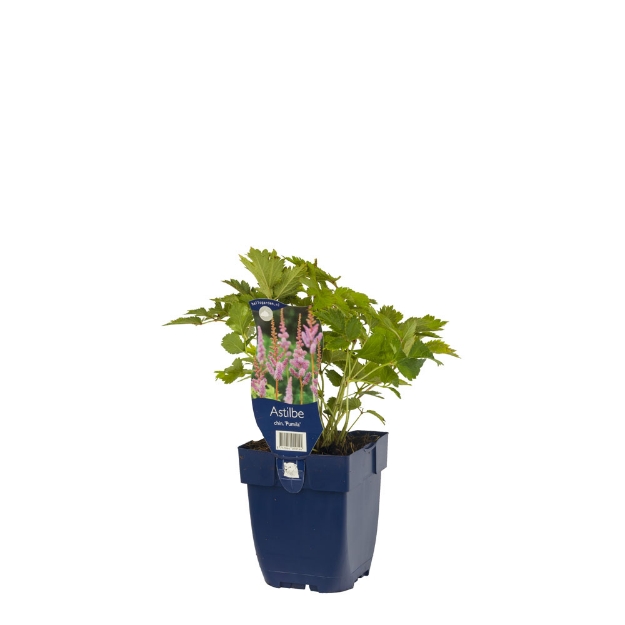 Image de Astilbe chin. 'Pumila' - pot de 11 cm.