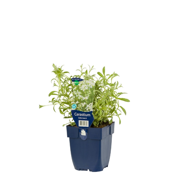 Image de Cerastium biebersteinii - pot de 11 cm.