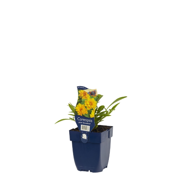Image de Coreopsis grand. 'Sonnenkind' - pot de 11 cm.