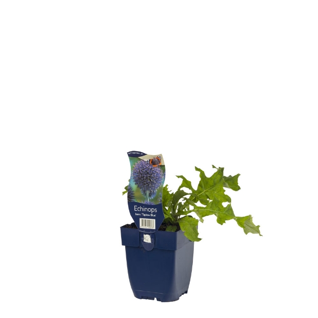 Image de Echinops bann. 'Taplow Blue' - pot de 11 cm.