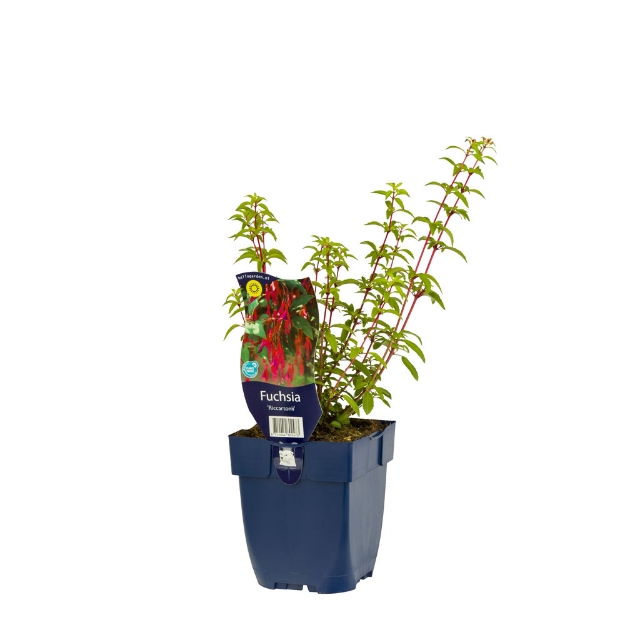 Image de Fuchsia 'Riccartonii' - pot de 11 cm.