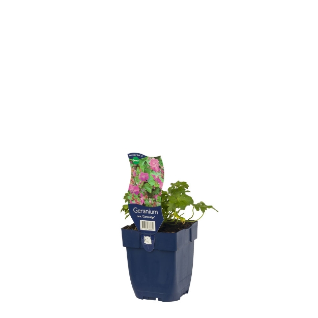 Image de Geranium cant. 'Cambridge' - pot de 11 cm.