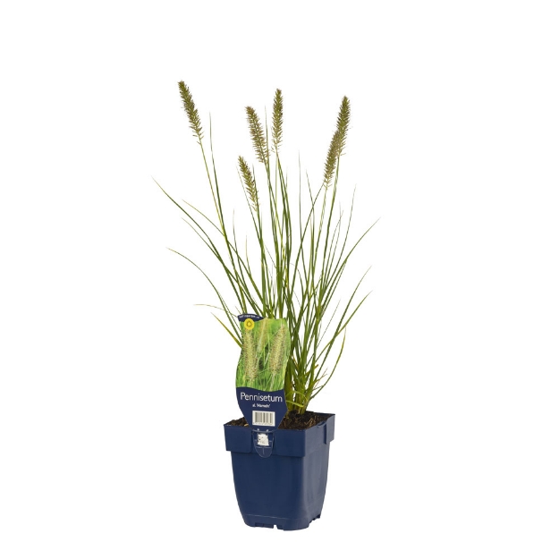 Image de Pennisetum alop. 'Hameln' - pot de 11 cm.