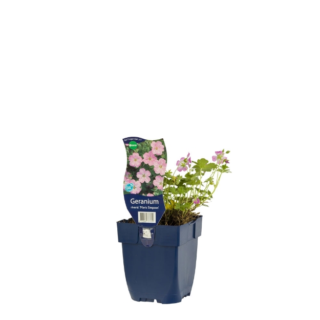 Image de Geranium river. 'Mavis Simpson' - pot de 11 cm.