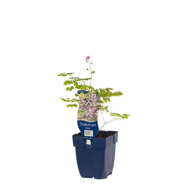 Image de Thalictrum delavayi - pot de 11 cm.