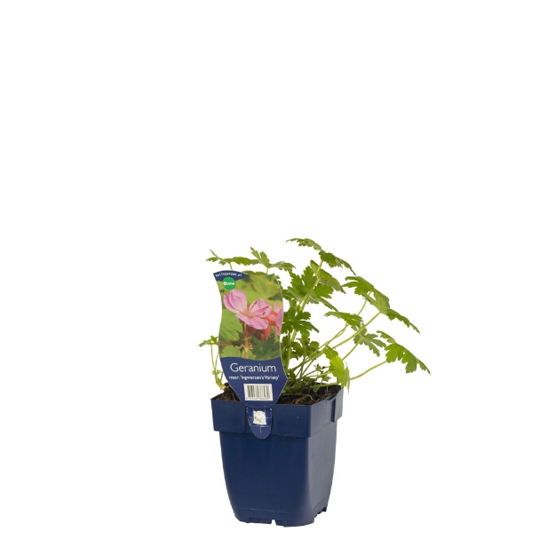 Image de Geranium macr. 'Ingwersen's Variety' - pot de 11 cm.