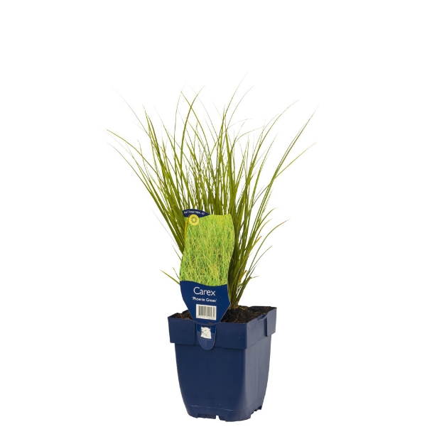 Image de Carex 'Phoenix Green' - pot de 11 cm.