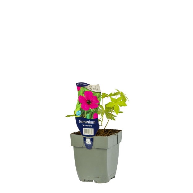 Image de Geranium 'Ann Folkard' - pot de 11 cm.
