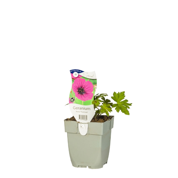 Image de Geranium 'Anne Thomson' - pot de 11 cm.