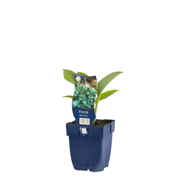 Image de Hosta 'Blue Cadet' - pot de 11 cm.