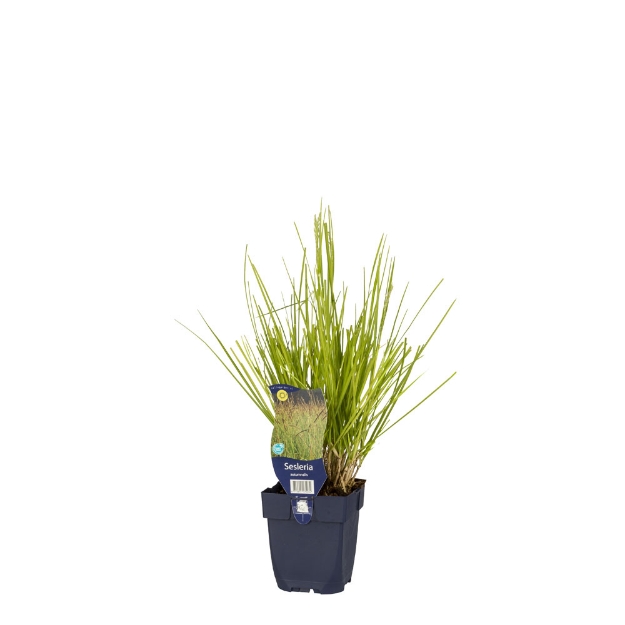 Image de Sesleria autumnalis - pot de 11 cm.