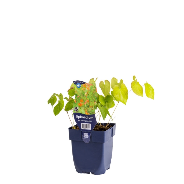 Image de Epimedium pub. 'Orangekönigin' - pot de 11 cm.
