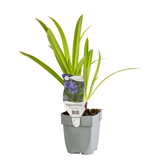 Image de Agapanthus 'African Queen' - pot de 11 cm.