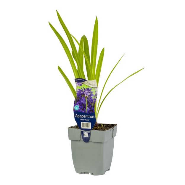 Image de Agapanthus 'Pretty Heidy' - pot de 11 cm.