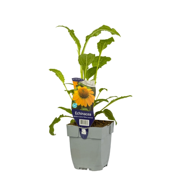Image de Echinacea Sombr. Lemon Yellow Impr. - pot de 11 cm.
