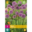 Image de 3 allium millenium i