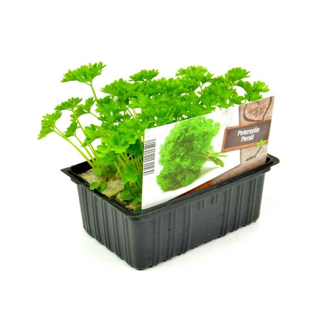 Image de Radicchio barquette 6 pièces